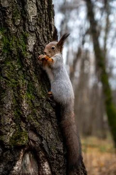 Gray squirrel sitting on a tree trunk, close-up Stock Photos
