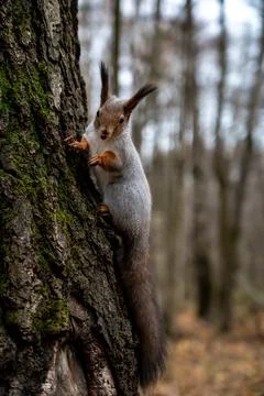 Gray squirrel sitting on a tree trunk, close-up Stock Photos