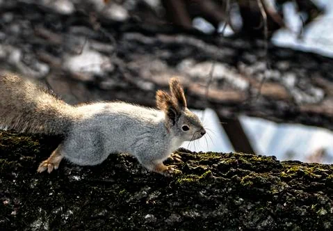Gray squirrel sitting on a tree in the winter forest Stock Photos