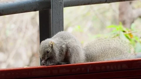 Gray Squirrel Sniffing on Red Ledge Near Fence in Natural Setting Stock Footage 312485765