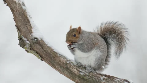 Gray Squirrel on Snowy Branch Eating a Walnut Stock Footage 326234550