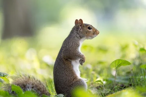 Gray squirrel standing in grass in Central Park Stock Photos
