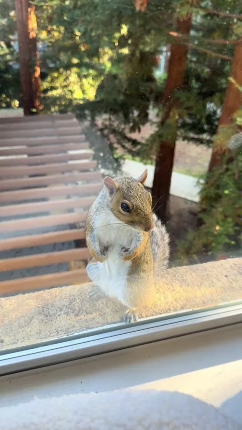 Gray Squirrel Standing Upright on Balcony Ledge Video stock 343362827