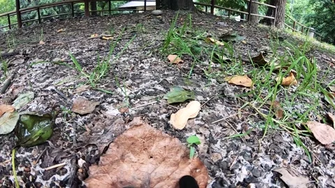Gray squirrel steals a peanut Stock Footage 131484739