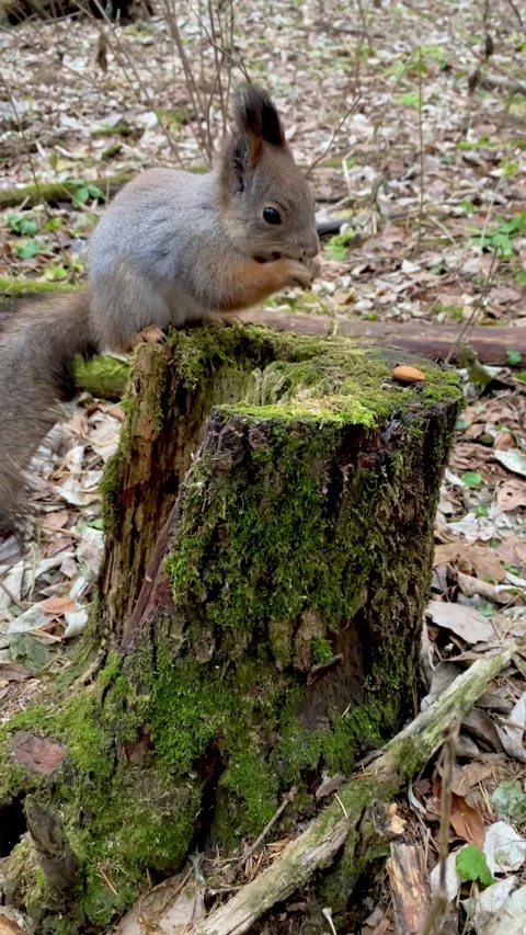 Gray squirrel on stump covered with moss eats nut.Squirrel in nature close-up Stock Footage 164669613