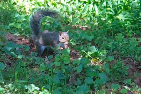 Gray squirrel in Sunshine Stock Photos