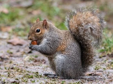 The gray squirrel with a thick tail eats a peanut Stock Photos