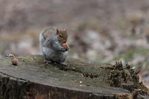 A gray squirrel with a thick tail eats a peanut Stock Photos