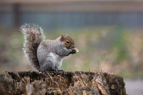 A gray squirrel with a thick tail eats a peanut Stock Photos