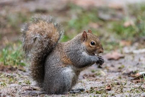 The gray squirrel with a thick tail eats a peanut Stock Photos