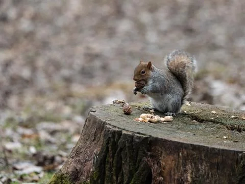 A gray squirrel with a thick tail eats a peanut Stock Photos