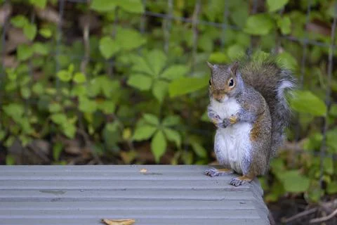 Gray squirrel on top of a small bench Stock Photos