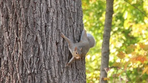 Gray Squirrel in Tree with Autumn Leaves, 1080p tripod shot 動画素材 98141812