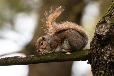 Gray squirrel on a tree branch Stock Photos