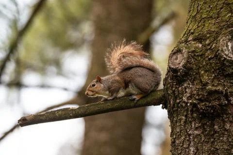 Gray squirrel on a tree branch Stock Photos