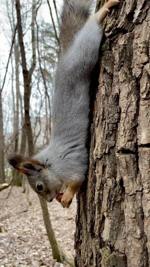 A gray squirrel on a tree eats a nut. Squirrel in nature environment, close-up Stock Footage 164669477