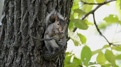 Gray squirrel in a tree Stock Footage 32294703