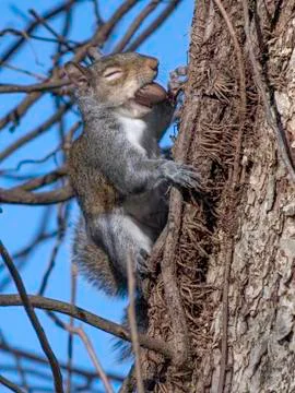 Gray squirrel on tree, holding nut Stock Photos