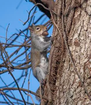 Gray squirrel on tree, holding nut Stock Photos