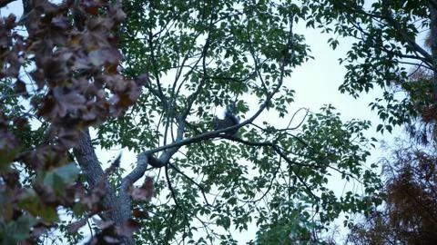 Gray squirrel in a tree Foto stock