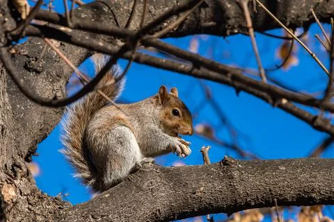 Gray squirrel on a tree Foto stock