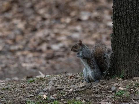 Gray squirrel on two legs in front of a tree Foto stock