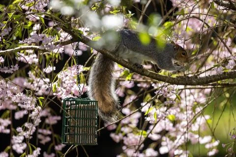 A gray squirrel upsidedown in a cherry tree Stock Photos