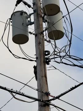 A gray squirrel on a utility pole Stock Photos