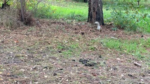Gray squirrel walking on autumn leaves in forest park outdoors, wildlife animal Stock Footage 335694642