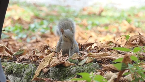 Gray squirrel walks in the woods Stock-Footage 119815118