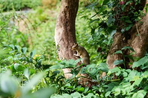 Gray squirrel in the wild 스톡 사진