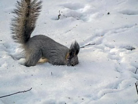 Gray squirrel in the winter forest looking for their food supplies burying his Stock Photos