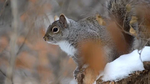 Gray Squirrel In Winter Jumps Video stock 121067431