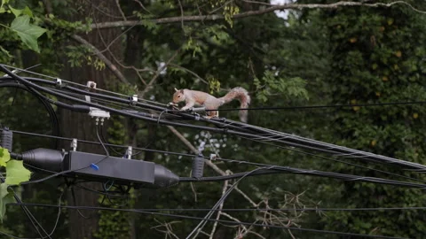 Gray squirrel on wires Stock Footage 198174582