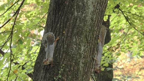 Gray squirrels climbing up a tree 動画素材 119814646