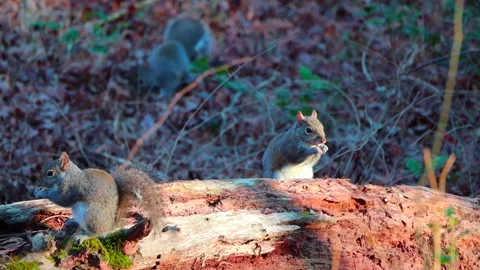Gray squirrels feeding on fallen rotten tree 動画素材 146953651