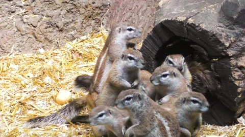 Gray squirrels in his house. Stock Footage 90578087