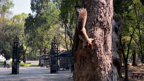 Gray Squirrels walks by the trunk of a tree in a urban park of Mexico City, 4K Stock-Footage 145442746