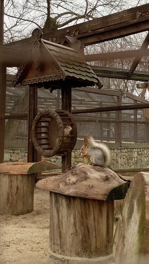 Gray squirrels in the zoo, close-up, One chewing nuts, the other running in a Stock Footage 271344078