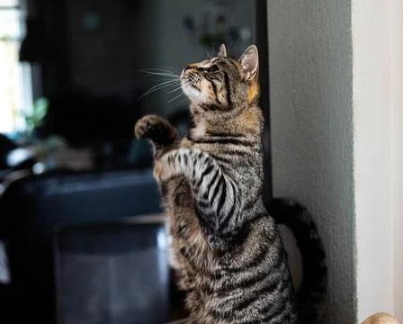 Gray stiped cat standing on a scratching post at home (indoors) Stock Photos