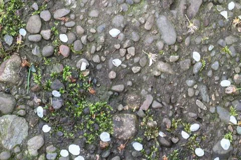 Gray stone background with elements of white flower petals and green grass Stock Photos