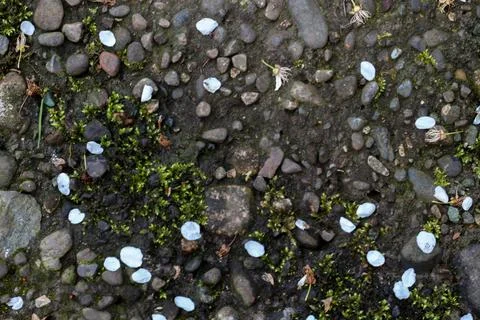 Gray stone background with elements of white flower petals and green grass Stock Photos