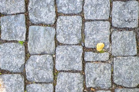 Gray stone pavement with a single yellow leaf. Tiny green sprouts peek betwee Stock Photos