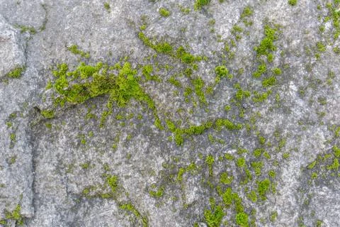 Gray stone surface covered with green rare moss. Relief and texture of stone  Stock Photos
