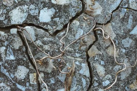 Gray stone texture Stock Photos