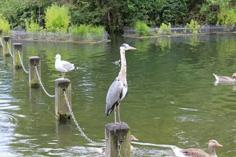 Gray stork on the river Foto stock