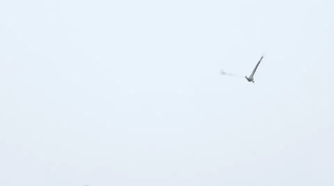 Gray Storks Soar in the Sky Waving Its Feathery Wings Stock Footage 64066378