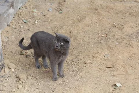 A gray stray cat with a broken ear and a slightly protruding tongue looks at  Foto stock