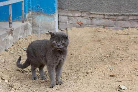 A gray stray cat with a broken ear and a slightly protruding tongue looks at  Foto stock