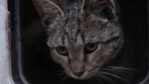 A gray stray cat gets out of a street house Stock Footage 165686895